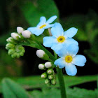 Forget me or not