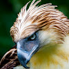 Philippine Eagle