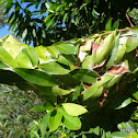 GREEN TREE ANTS (NEST)