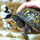 Eastern Box Turtle