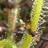 Carnivorous Sundew Plants