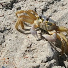 Ghost Crab