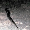 ajagar, Indian rock python