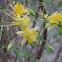 Yellow Columbine