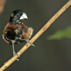 Chestnut-breasted Mannikin  