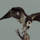 Osprey