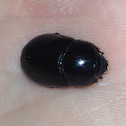 Earth boring beetle