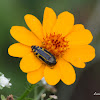 Ladder-like Flower Bug