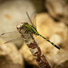 Green Marsh Hawk