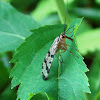 Scorpionflies (Male)