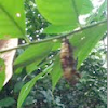 Green Caterpillar Chrysalis