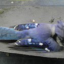 Blue Jay