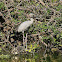 Asian Openbill or Asian Openbill Stork