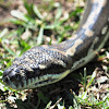 Carpet Python