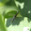Snakefly