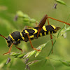 Clytus arietis