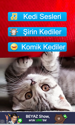 Kedi Sesleri