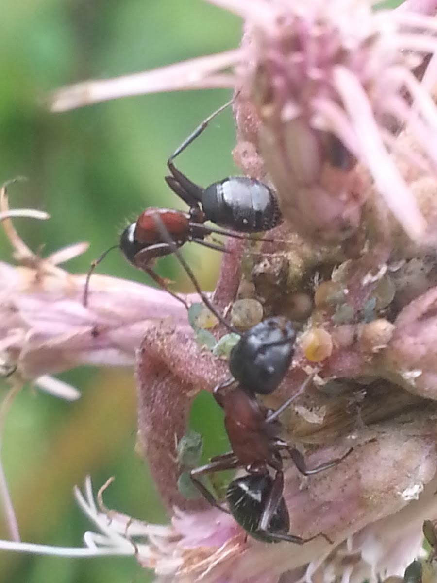 Carpenter Ants
