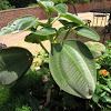 Melastomataceae Tibouchina