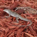 Brown Anole