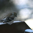 American Goldfinch