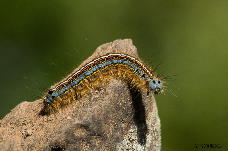 Lackey Moth (Caterpillar)