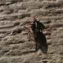 Common housefly