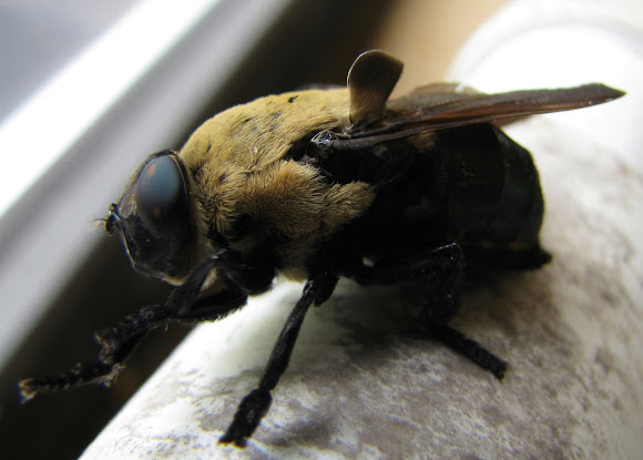 Bot Flies In Florida : How Common Are Bot Flies in the United States ...