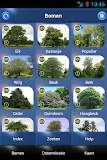 Boom Id - Bomen van Europa