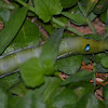 Oleander Hawk-moth larvae