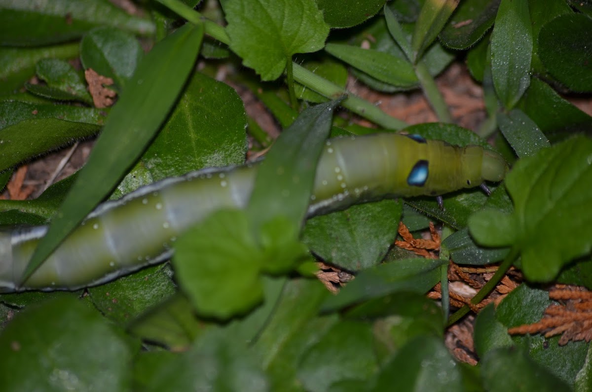 Oleander Hawk-moth larvae