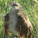 white browed coucal