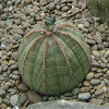 Sea Urchin Euphorbia