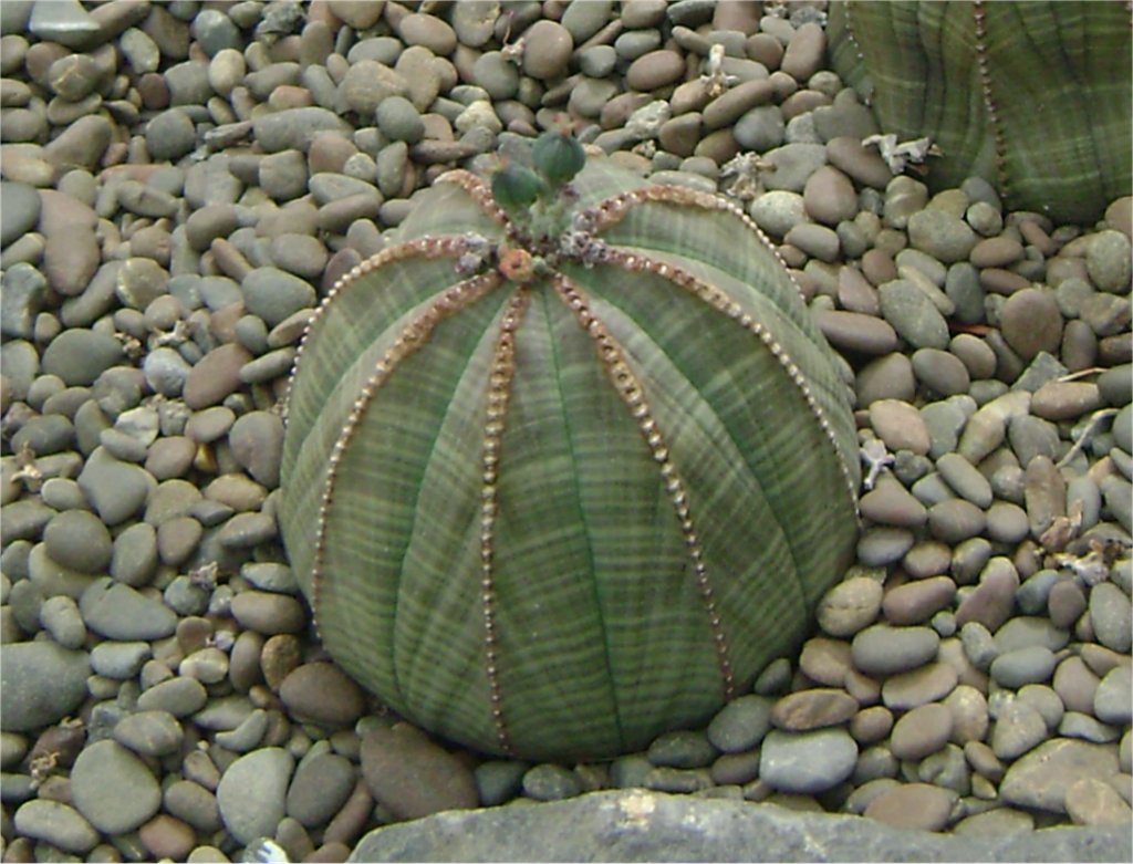 Sea Urchin Euphorbia