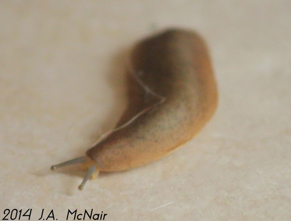 Orange Banded Arion Slug | Project Noah