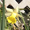 Miniature daffodil