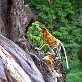 by Sim Sherina - Animals Other