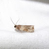tortricid moth