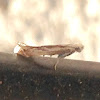 Tineid Moth