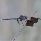 Band-winged Dragonlet     Male