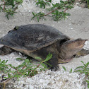 Florida Softshelled Turtle