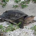 Florida Softshelled Turtle