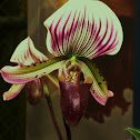 Orquídea terrestre