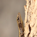 Mottled Snake-eyed Skink