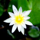 Miniature Star Lotus