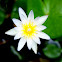 Miniature Star Lotus