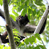 Yucatan Spider Monkey ( female )
