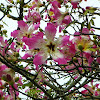 Silk Floss Tree