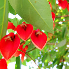 Cockspur coral-tree