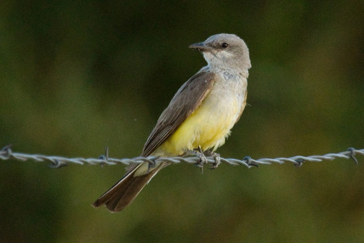 Western Kingbird